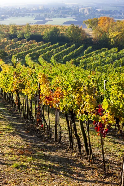 Blick auf herbstliche Weinberge bei jetzelsdorf, Niederösterreich, aust — Stockfoto