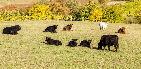 Manada de vacas no outono — Fotografia de Stock