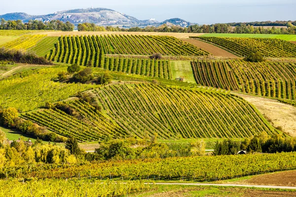 Falkenstein, Lower Austria, Avusturya yakınındaki sonbahar üzüm bağları — Stok fotoğraf