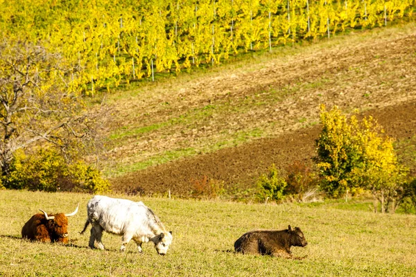 Rebanho de vacas no Outono, Baixa Áustria, Áustria — Fotografia de Stock
