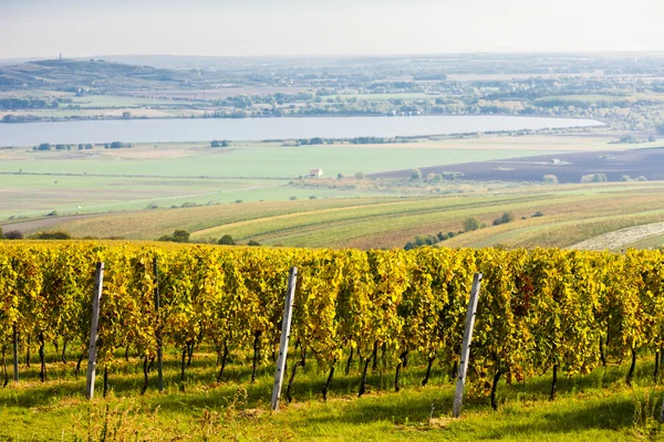 Blick auf herbstliche Weinberge in der Nähe von Palava, Tschechien — Stockfoto