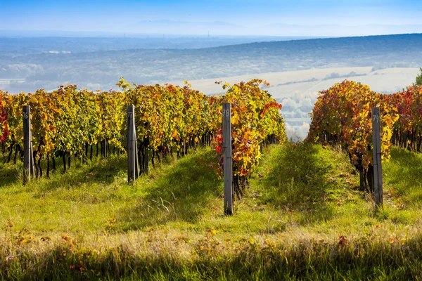 Vy över höstens vingårdar nära Palava, Tjeckien — Stockfoto