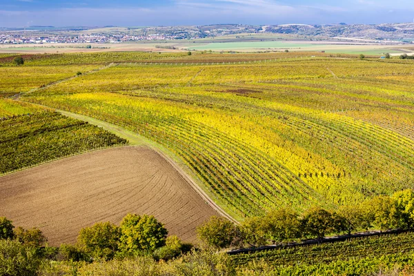 Vista de vinhas outonais perto de Velke Bilovice, República Checa — Fotografia de Stock