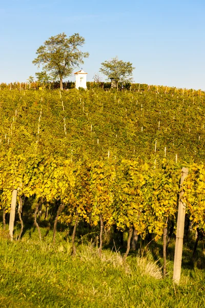 Gods foltering met herfst wijngaard, Modre Hory, zuidelijke Mora — Stockfoto