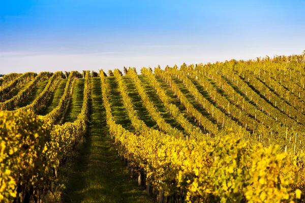 Herbstlicher Weinberg, modre hory, Tschechische Republik — Stockfoto