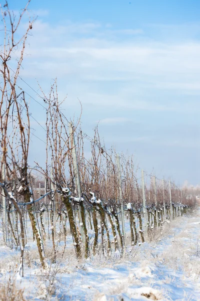 Vinha de Inverno, Morávia do Sul — Fotografia de Stock