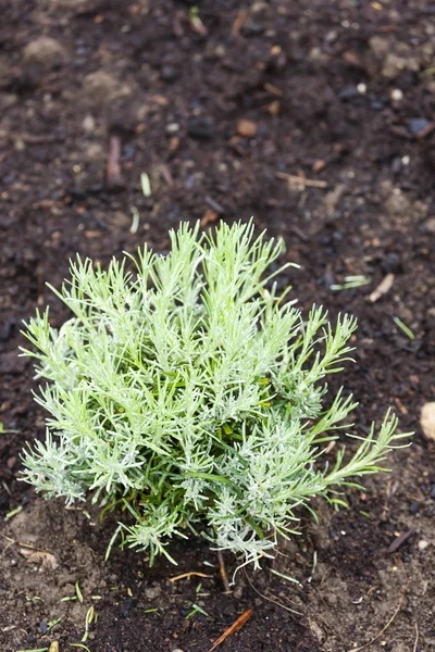 Herbs in garden - helichrysum italicum — Stock Photo, Image