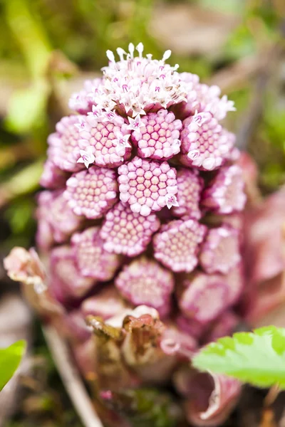Close up of Butterbur — Stock Photo, Image