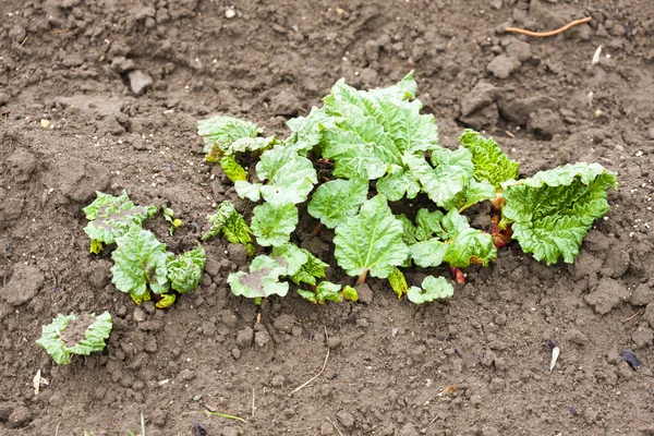Planting bed with seedlings of rhubarb — Stock Photo, Image