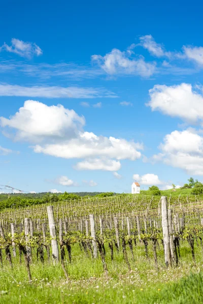 Весенний виноградник рядом с Hnanice, Южная Моравия, Чехия — стоковое фото