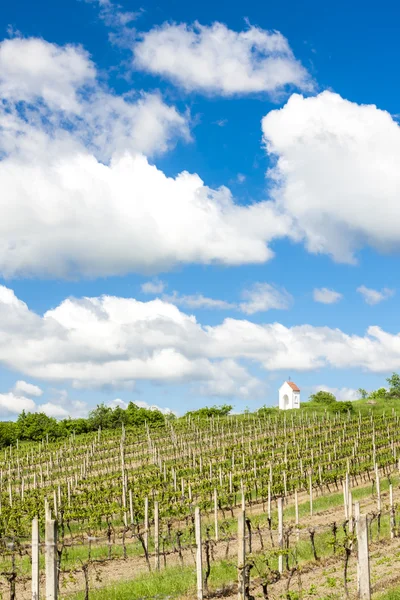 Våren vingård nära Hnanice, Södra Mähren, Tjeckien — Stockfoto