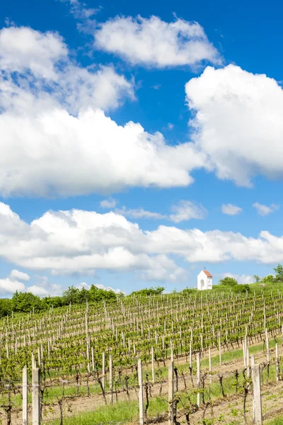 Spring vineyard near Hnanice, Southern Moravia, Czech Republic — Stock Photo, Image