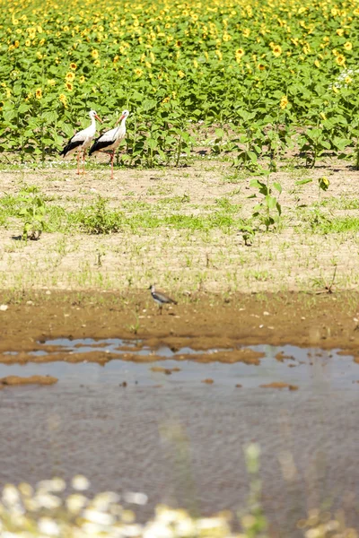 Storks and lapwing on sunflower field — 스톡 사진