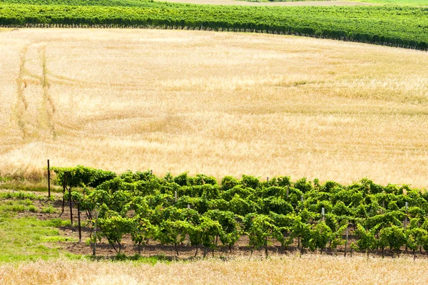 View of summer vineyards near Drnholec — 图库照片