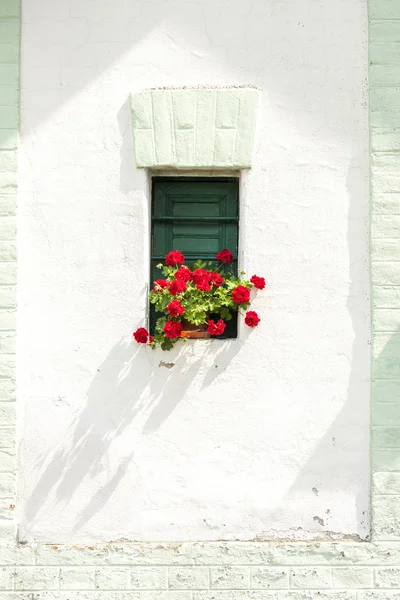 天竺葵的窗口 — 图库照片