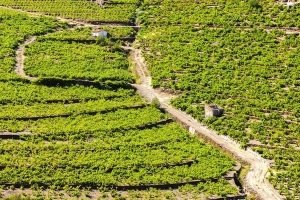 Vineyard on Cote Vermeille near Port-Vendres — Stock Photo, Image