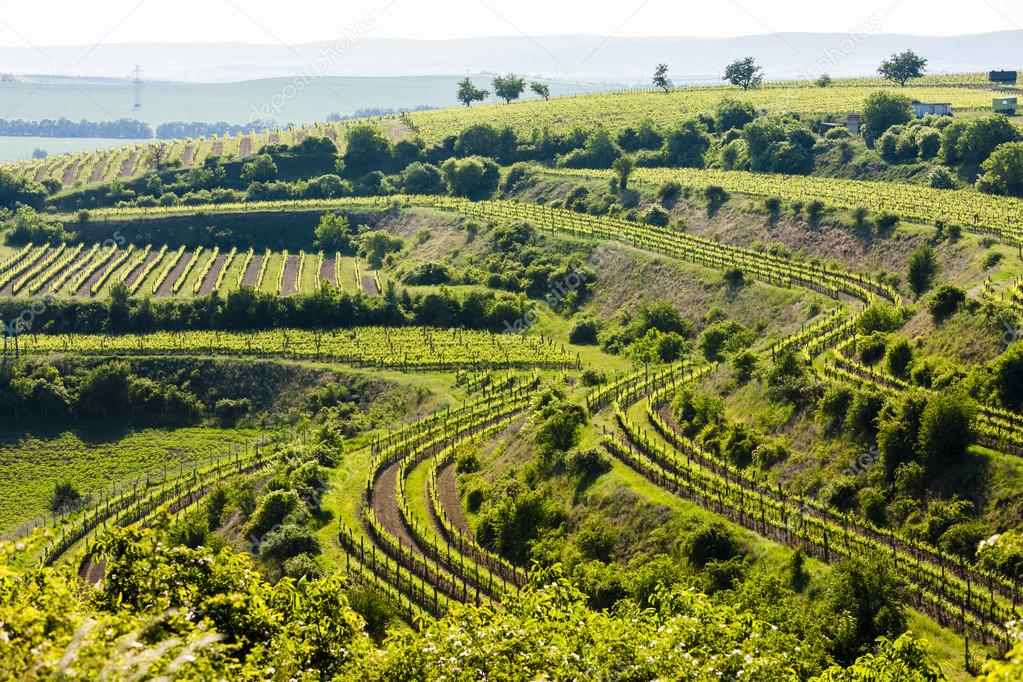 view of vineyard Jecmeniste, Znojmo Region, Czech Republic