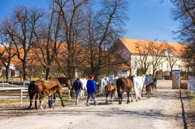Stud çiftlik, Kladruby Kralove nad Labem