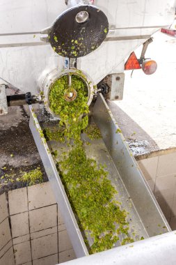 Şarap hasat, Güney Moravya