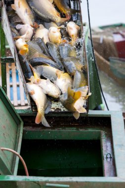 Gölet görünümü hasat