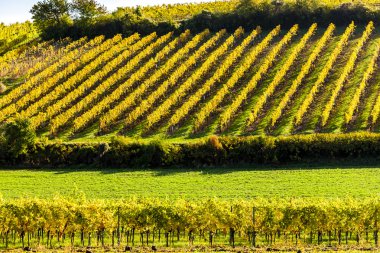 Falkenstein, Lower Austria, Avusturya yakınındaki sonbahar üzüm bağları
