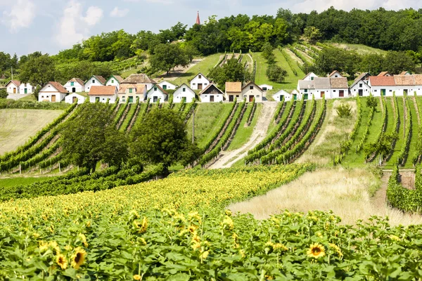 Vinné sklepy s vinicemi, Galgenberg, Dolní Rakousko, Rakousko — Stock fotografie