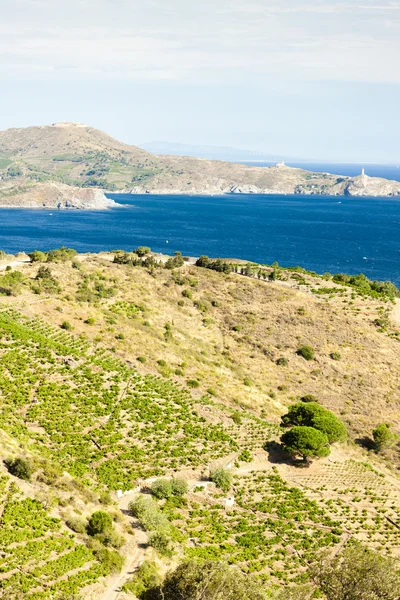 Vineyard on Cote Vermeille and Cap Bear lighthouse — Stock Photo, Image