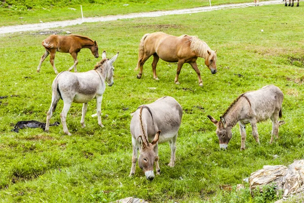 Osły i konie, Piemontu, Włochy — Zdjęcie stockowe