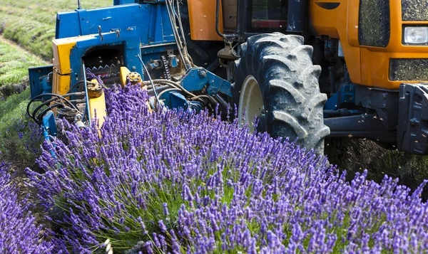 Lavendel skörd, Rhone-Alpes — Stockfoto