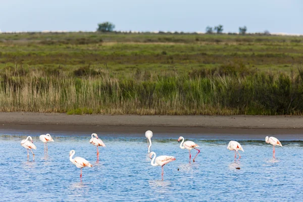 Flamingos in Camargue, Provence, France — Stock Photo, Image