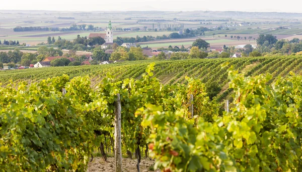 Viñedo cerca de Unterretzbach, Baja Austria — Foto de Stock