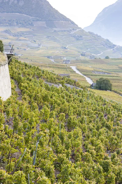 Vinhedos na região de Sion, cantão Valais — Fotografia de Stock