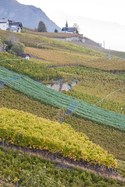 Viñedos en la región de Sion, cantón Valais — Foto de Stock