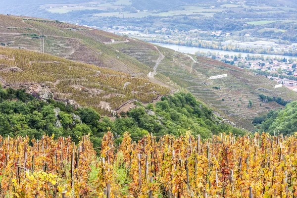 Grand cru szőlőskert a Cote Rotie, a Rhone-Alpes — Stock Fotó