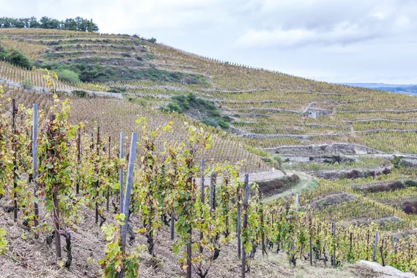Grand cru vineyard L 'Hermitage, Rhone-Alpes, Francia — Foto de Stock