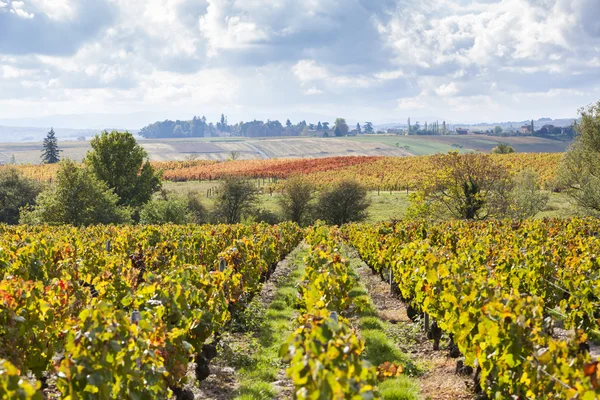 Wijngaarden van de Beaujolais, Rhone-Alpes, Frankrijk — Stockfoto