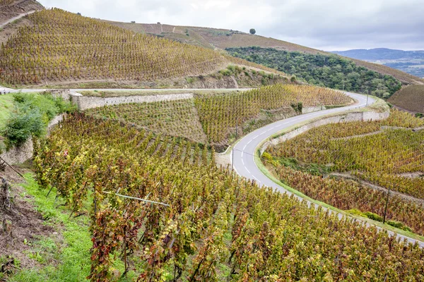 Grand cru vineyard of Cote Rotie, Rhone-Alpes, França — Fotografia de Stock
