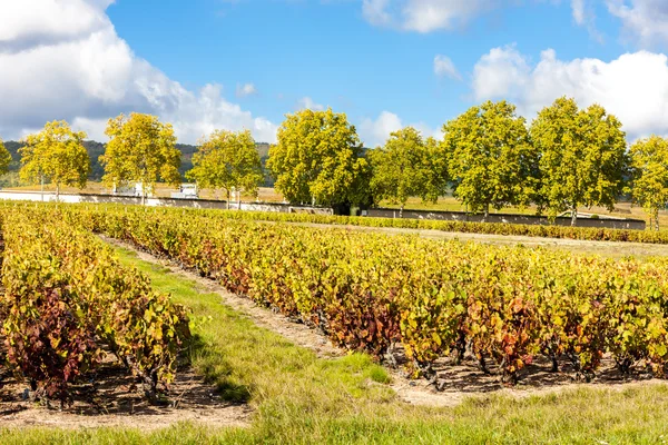 Weinberge des Beaujolais, Rhône-Alpes, Frankreich — Stockfoto