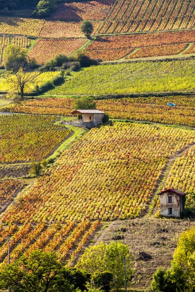 Viñedos cerca de Beaujeu, Beaujolais, Ródano-Alpes, Francia — Foto de Stock