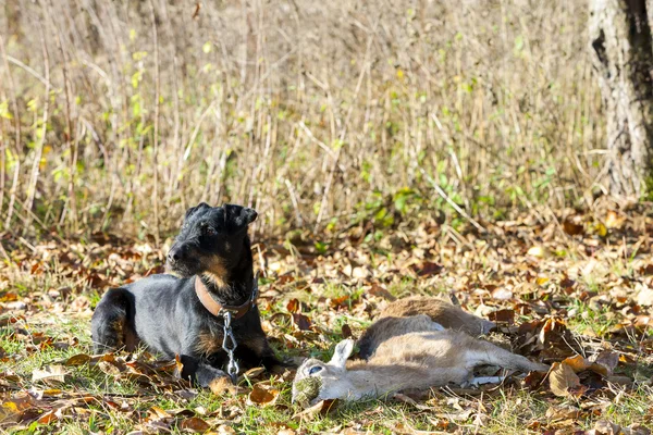 Perro de caza con una captura — Foto de Stock