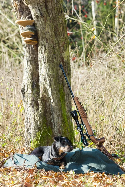 Lying hunting dog with a weapon — Stock Photo, Image