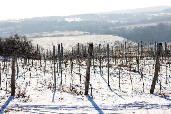 Vignoble d'hiver, Moravie du Sud — Photo