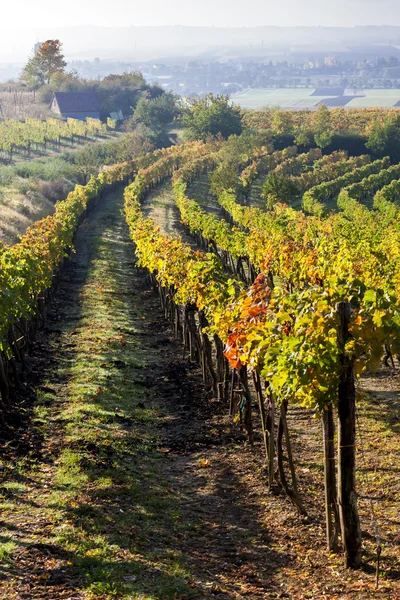 Vista dei vigneti autunnali vicino Jetzelsdorf — Foto Stock