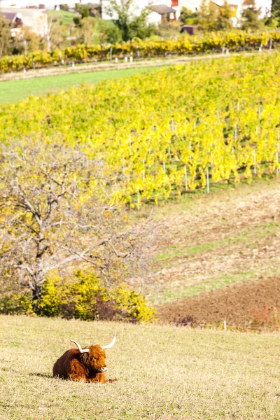 Vaca no prado outonal, Baixa Áustria, Áustria — Fotografia de Stock