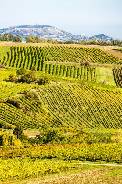 Vigneti autunnali vicino a Falkenstein, Bassa Austria, Austria — Foto Stock