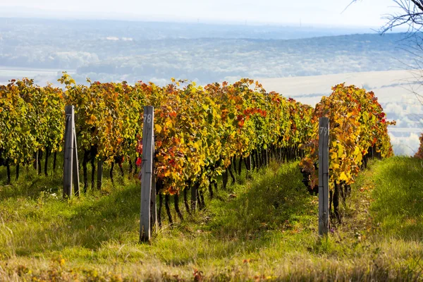 Vista sui vigneti autunnali vicino a Palava, Repubblica Ceca — Foto Stock