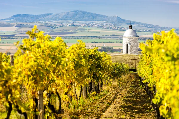 Cappella con vigneto vicino Velke Bilovice — Foto Stock