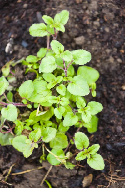 Herbs in garden - oregano — Stok fotoğraf