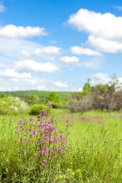 Beautiful Blossom meadow — ストック写真