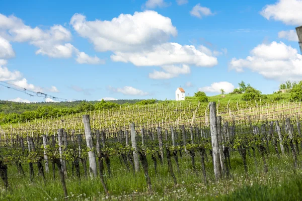Spring vineyard near Hnanice, Southern Moravia — Stock Photo, Image